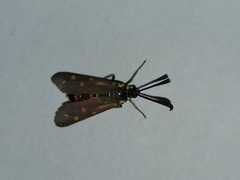 Neurosymploca concinna