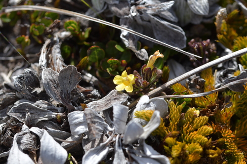 Image of Euphrasia cockayneana by (c) Christopher Stephens, some rights reserved (CC BY-SA)