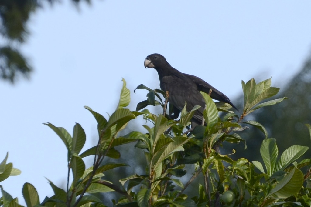 Vasa Parrot