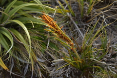 Aciphylla crenulata
