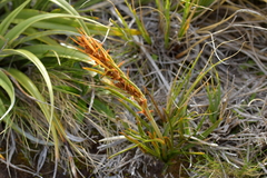 Aciphylla crenulata