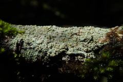 Brigantiaea chrysosticta