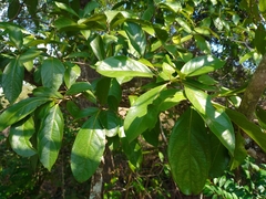 Cordia tetrandra