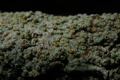 Brigantiaea chrysosticta