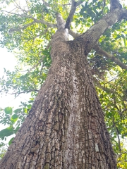 Cordia tetrandra
