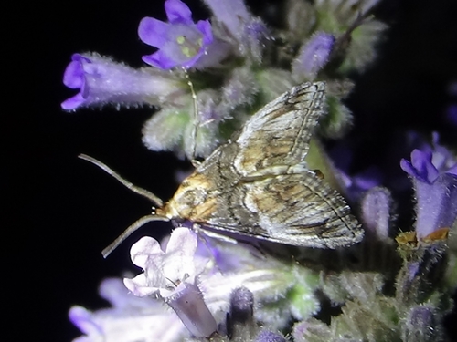 Toripalpus trabalis photo 3