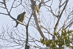 Treron australis