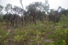 Acacia calyculata