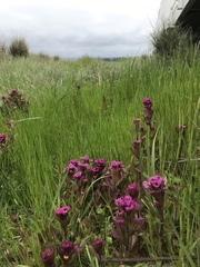 Castilleja ambigua humboldtiensis