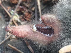 Broad-Footed Mole photo 4