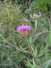 Centaurea jacea substituta