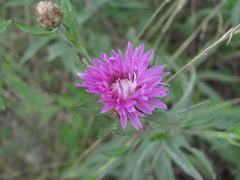 Centaurea jacea substituta