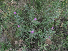 Centaurea jacea substituta
