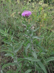 Centaurea jacea substituta
