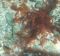 Cumathamnion decipiens