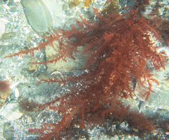 Cumathamnion decipiens