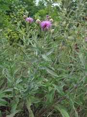 Centaurea jacea substituta