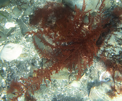 Cumathamnion decipiens