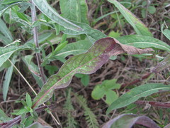 Centaurea jacea substituta