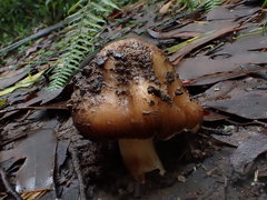 Inocybe calopedes