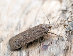 Bryotropha terrella