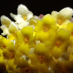 Edgeworthia chrysantha