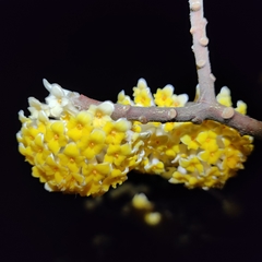 Edgeworthia chrysantha