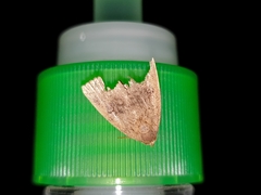 Noctuoidea