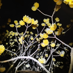 Edgeworthia chrysantha