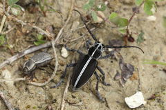 Dorcadion arenarium