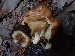 Inocybe calopedes