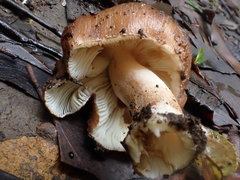 Inocybe calopedes