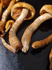 Gymnopilus dilepis