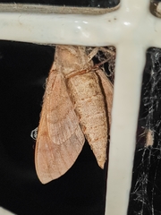 Nephele hespera