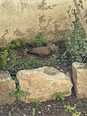 Streptopelia senegalensis