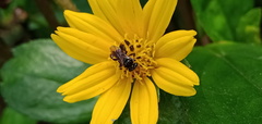 Tetragonula iridipennis