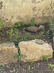 Streptopelia senegalensis