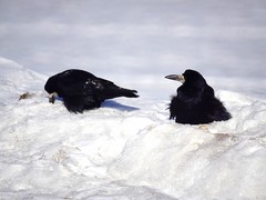 Corvus frugilegus