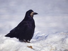 Corvus frugilegus