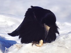 Corvus frugilegus
