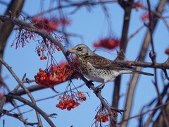 Turdus pilaris