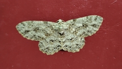 Paradarisa chloauges