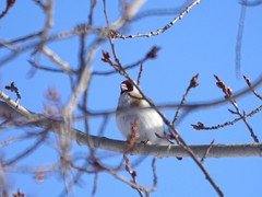 Carduelis carduelis