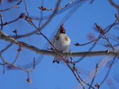 Carduelis carduelis