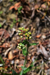 Eschenbachia japonica