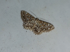 Scopula inscriptata