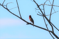 Carpodacus erythrinus grebnitskii