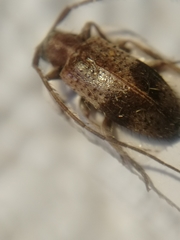 Exocentrus punctipennis