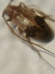 Exocentrus punctipennis