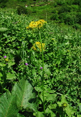 Tephroseris cladobotrys cladobotrys